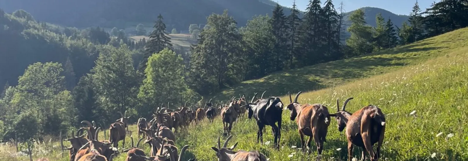 Le troupeau qui monte au pâturage, au-dessus de la vallée