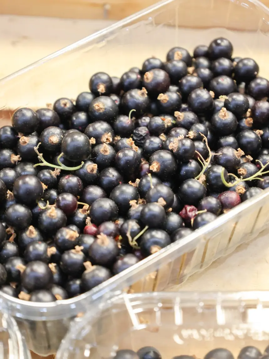 Du cassis fraîchement récolté