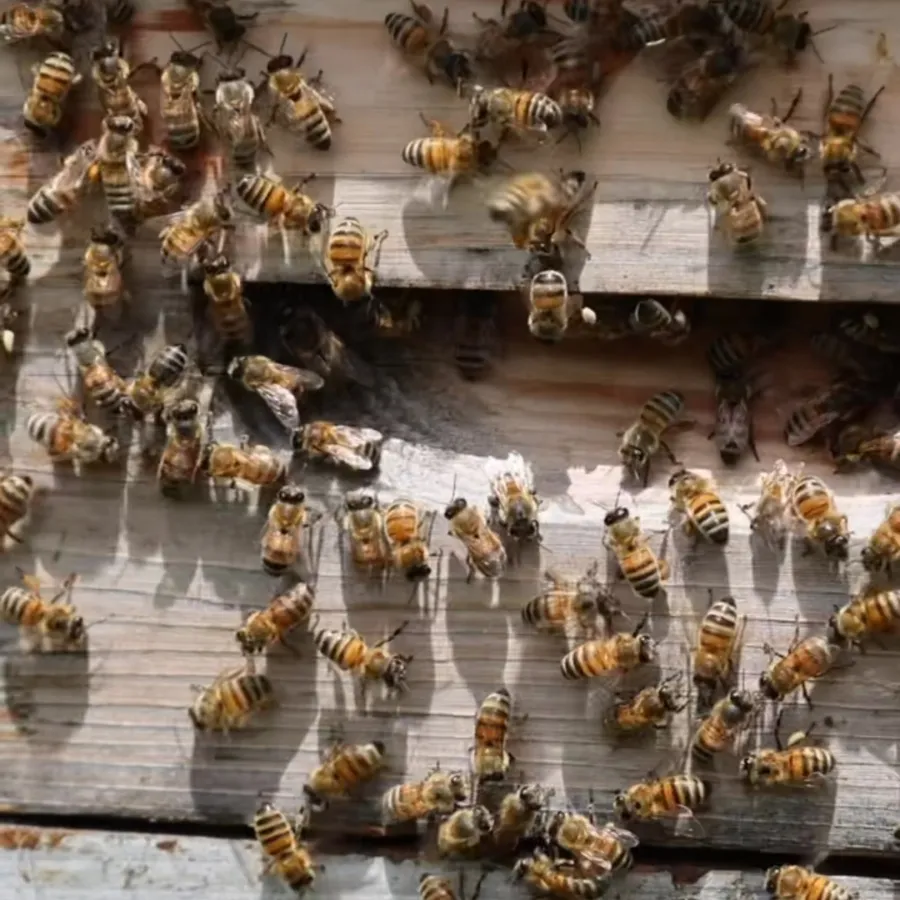 Les abeilles de l&rsquo;EARL des 2 Vallées sur les cadres de la ruche